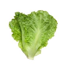 Lettuce (P-01176