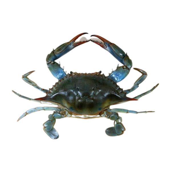 Crab (5pcs-01260