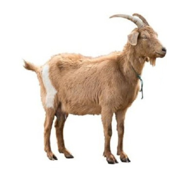 Goat (Live-01390
