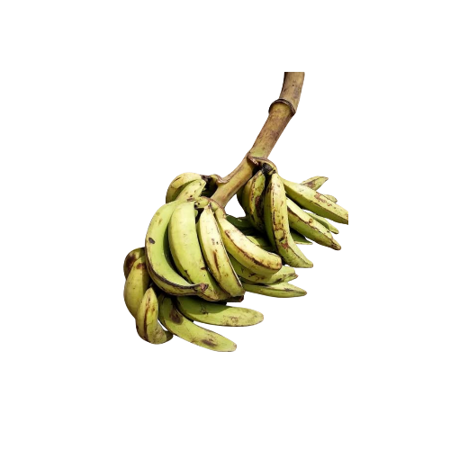 Plantain (-01450