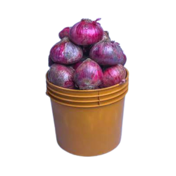 Onion (Pai-01398