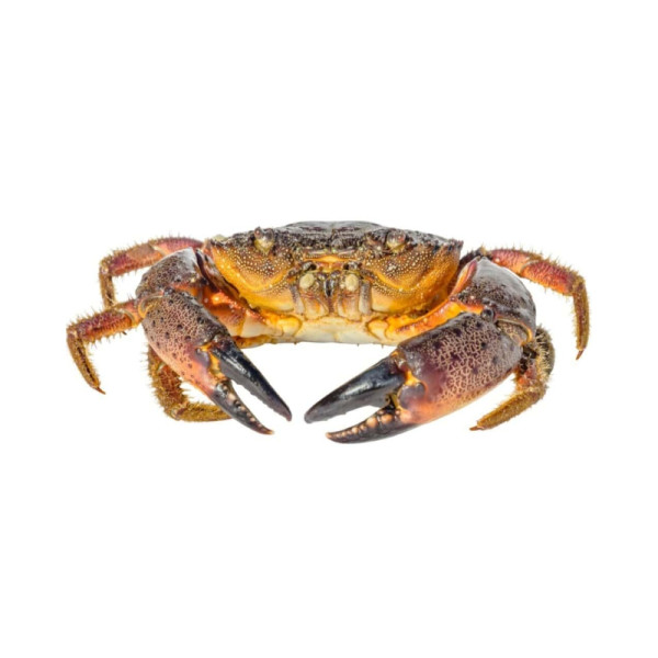 Crab (3pcs-01400