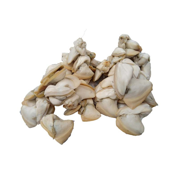 Fresh Clam-01477
